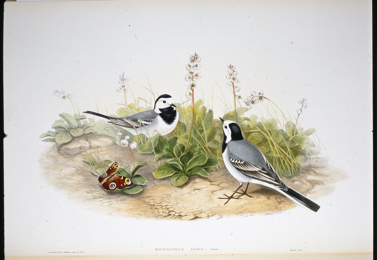 Rabo de Aranha Branco (Motacilla Alba) (litho colorido à mão) de John (after) Gould