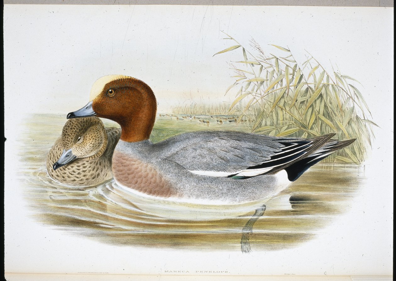 Widgeon (Mareca Penélope) (cor da mão litro) de John (after) Gould
