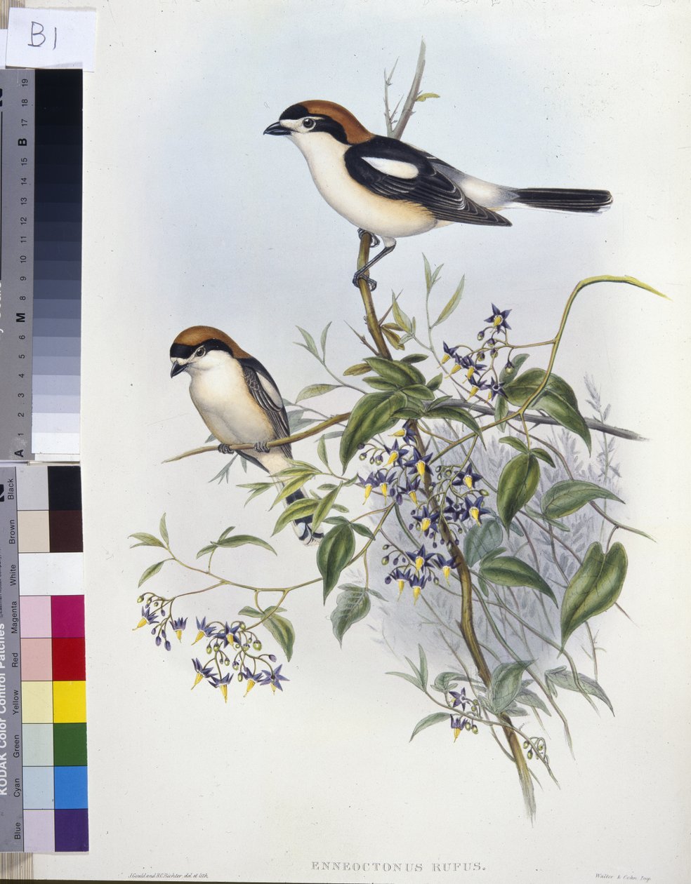 Woodchat Shrike (Enneoctonus Rufus) (litho colorido à mão) de John (after) Gould