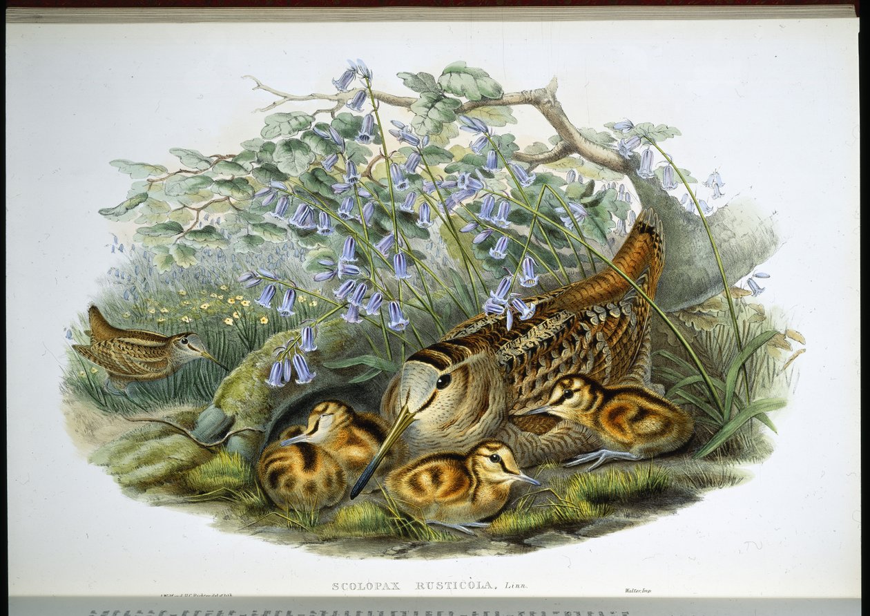Woodcock (Scolopax Rusticola) (litho colorido à mão) de John (after) Gould