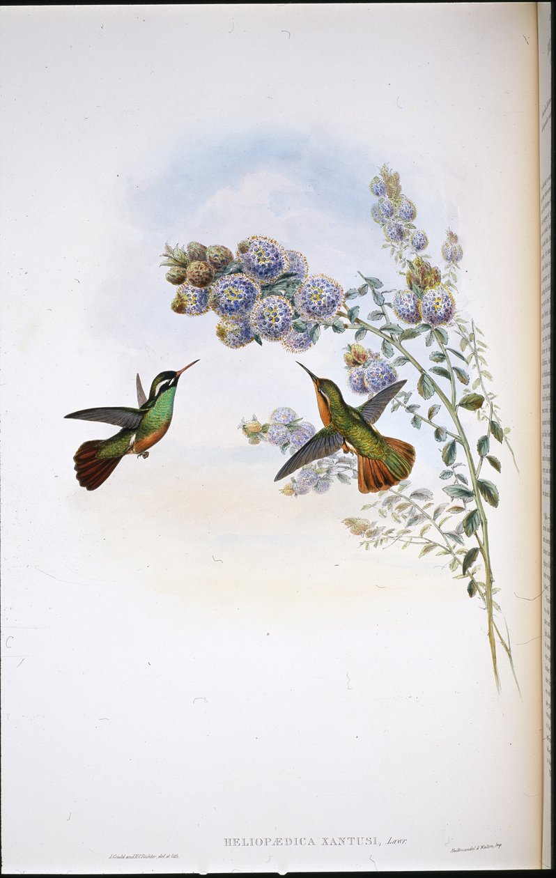 Beija-flor do Xantus (Heliopaedica Xantusi) (cor da mão) de John (after) Gould