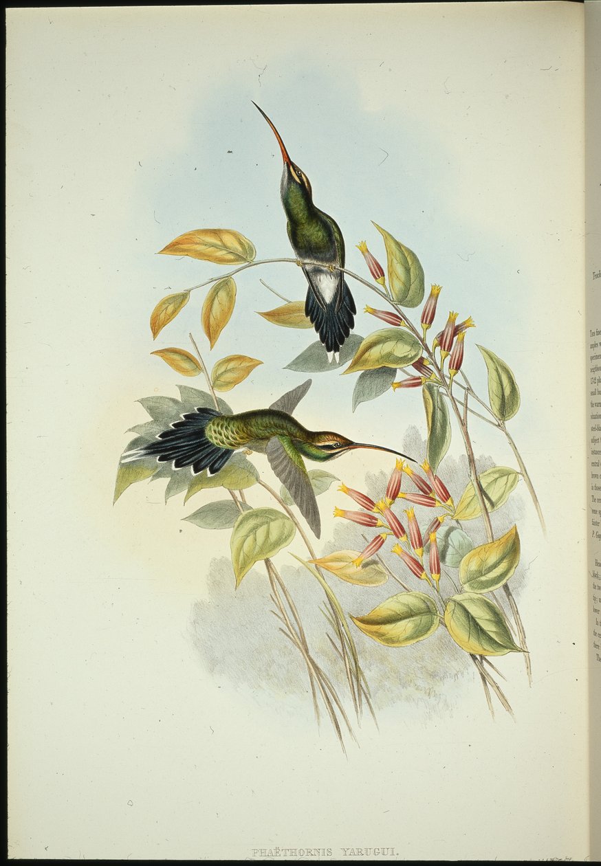 Eremita Yarquian (Phaerthornis Yarugui) (litografia colorida à mão) de John (after) Gould