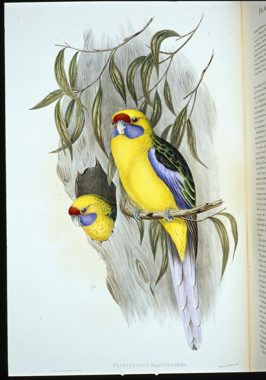 Periquito de barriga amarela (platycercus flaviventris) (litho colorido à mão) de John (after) Gould