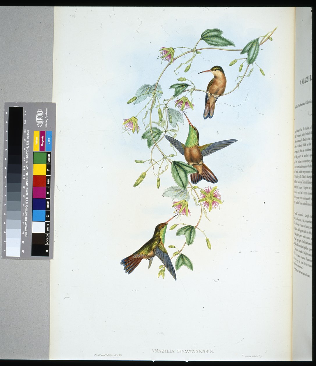 Yucatan Amazili (amazilia yucatanensis) (litho de cor de mão) de John (after) Gould