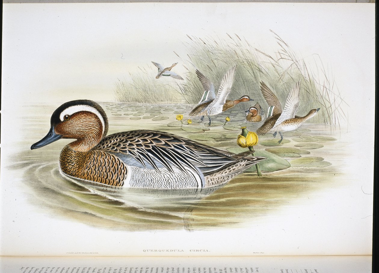 querquedula circia (litho colorido à mão) de John (after) Gould