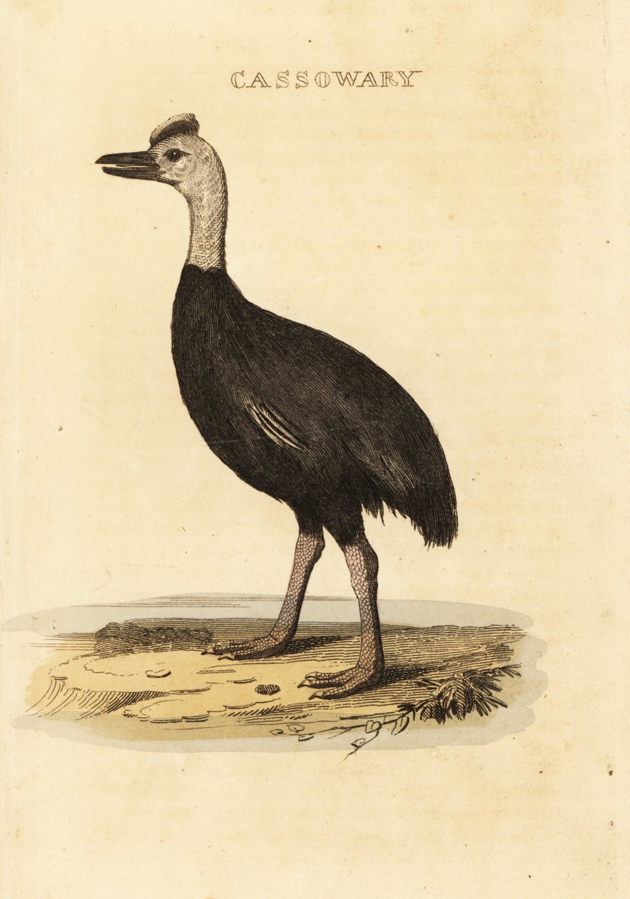 Casuar do sul, Casuarius casuarius de John (after) Latham