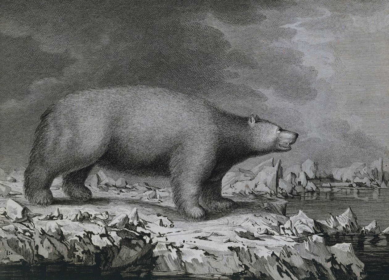 Urso Polar, gravura de Peter Mazel após desenho de John Webber (1750-1793) realizado durante a Terceira Viagem de James Cook de John (after) Webber