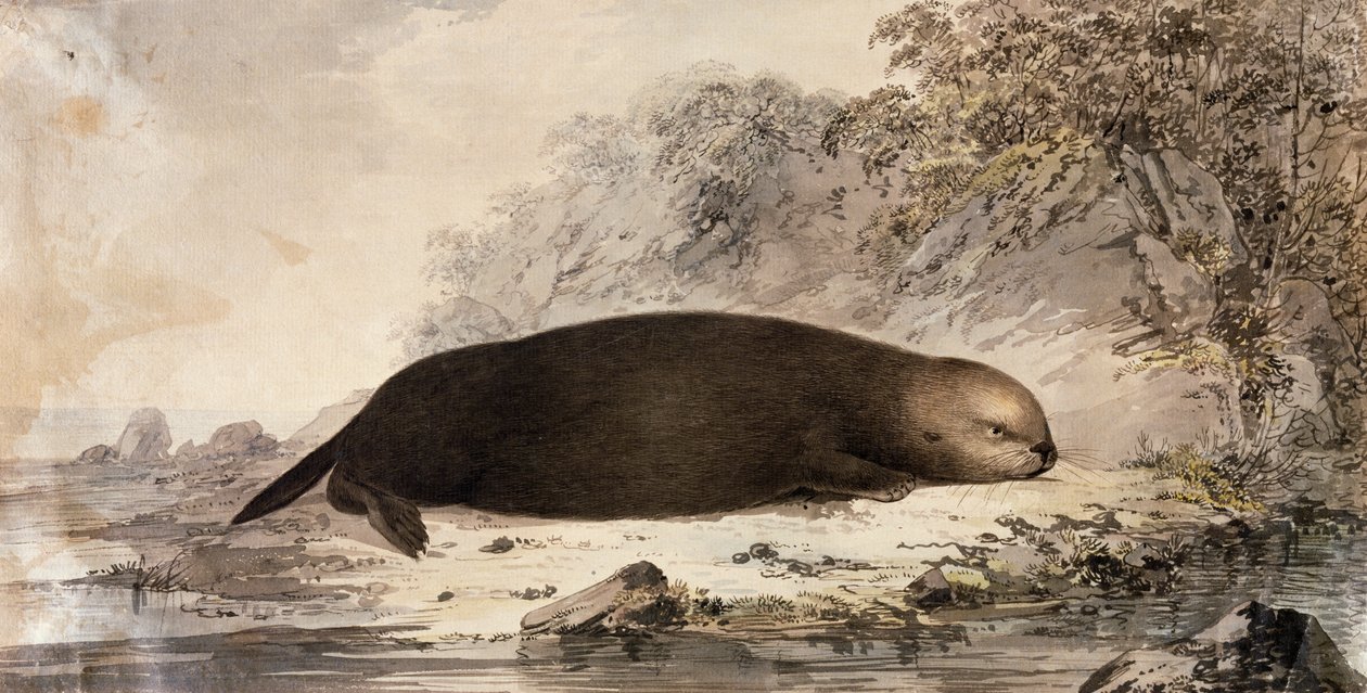 Sea Otter, gravura após desenho de John Webber (1750-1793) feita durante a Terceira Viagem de James Cook de John (after) Webber