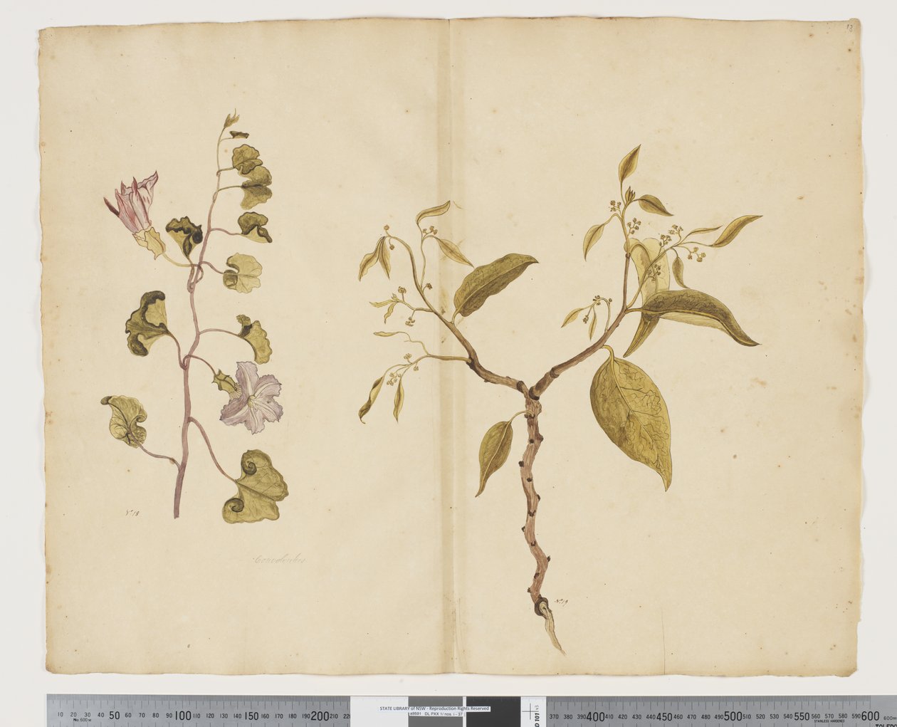 F.13 Ipomea Pes, cabra; Celtis paniculata, c.1790-95 (aquarela e tinta sobre papel) de John (attr. to) Doody