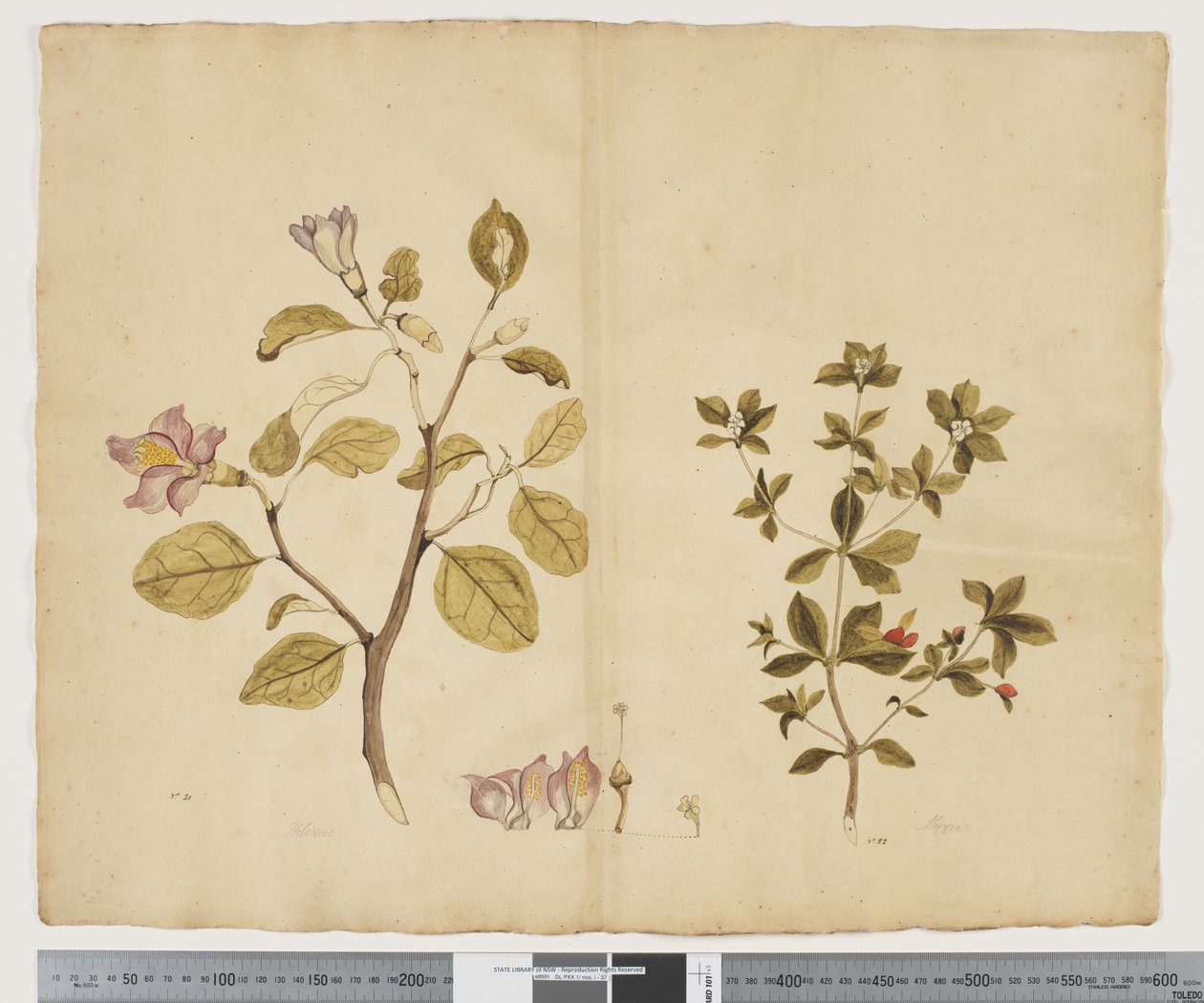 F.15 Lagunaria Patersonia; Alyxia gynopogon, c.1790-95 (aguarela e tinta sobre papel) de John (attr. to) Doody