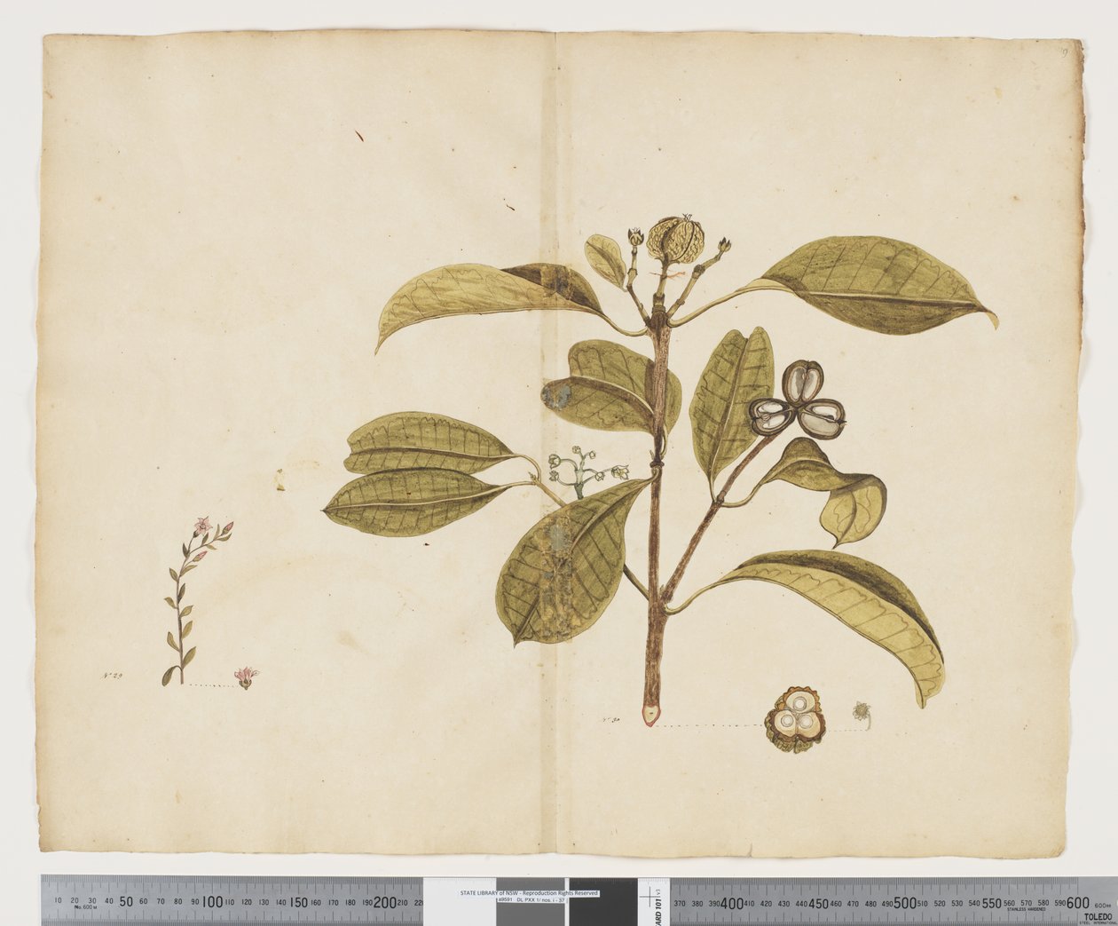 F.19 Samolus repens; Baloghia lucida, c.1790-95 (tinta e aquarela sobre papel) de John (attr. to) Doody