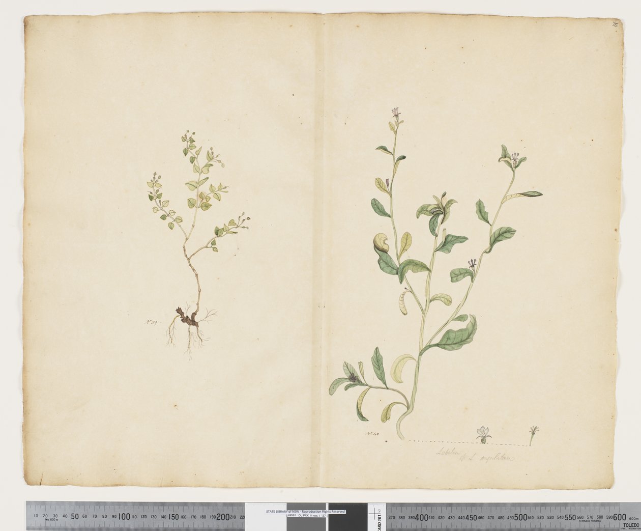 F.25 Euphorbia sparrmannii; Lobelia alata, c.1790-95 (aquarela e tinta sobre papel) de John (attr. to) Doody