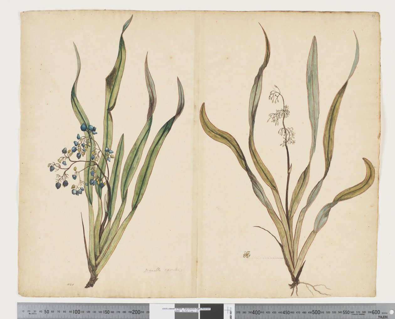 F.29 Dianella intermedia, c.1790-95 (aguarela e tinta sobre papel) de John (attr. to) Doody