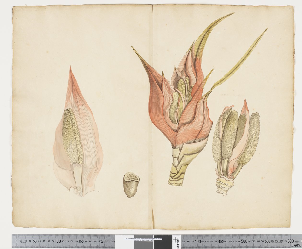 F.33 Freycinetia baueriana, c.1790-95 (tinta e aquarela sobre papel) de John (attr. to) Doody