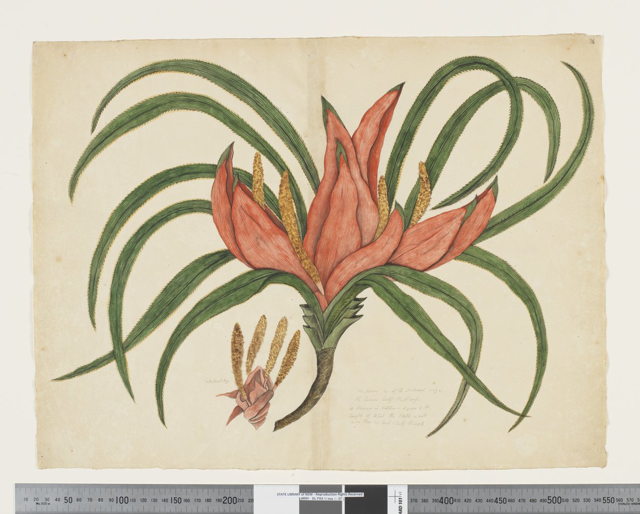 F.36 Freycinetia baueriana, c.1790-95 (aguarela e tinta sobre papel) de John (attr. to) Doody
