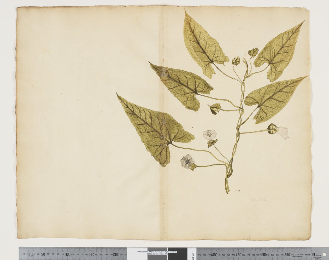 F.7 Calystegia affinis, c.1790-95 (aguarela e tinta sobre papel) de John (attr. to) Doody