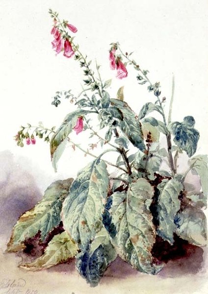 Foxgloves de John Adam P. Houston