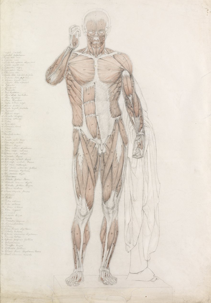 Estudo Anatômico: Musculatura Humana, em Contrapposto de John Bathe
