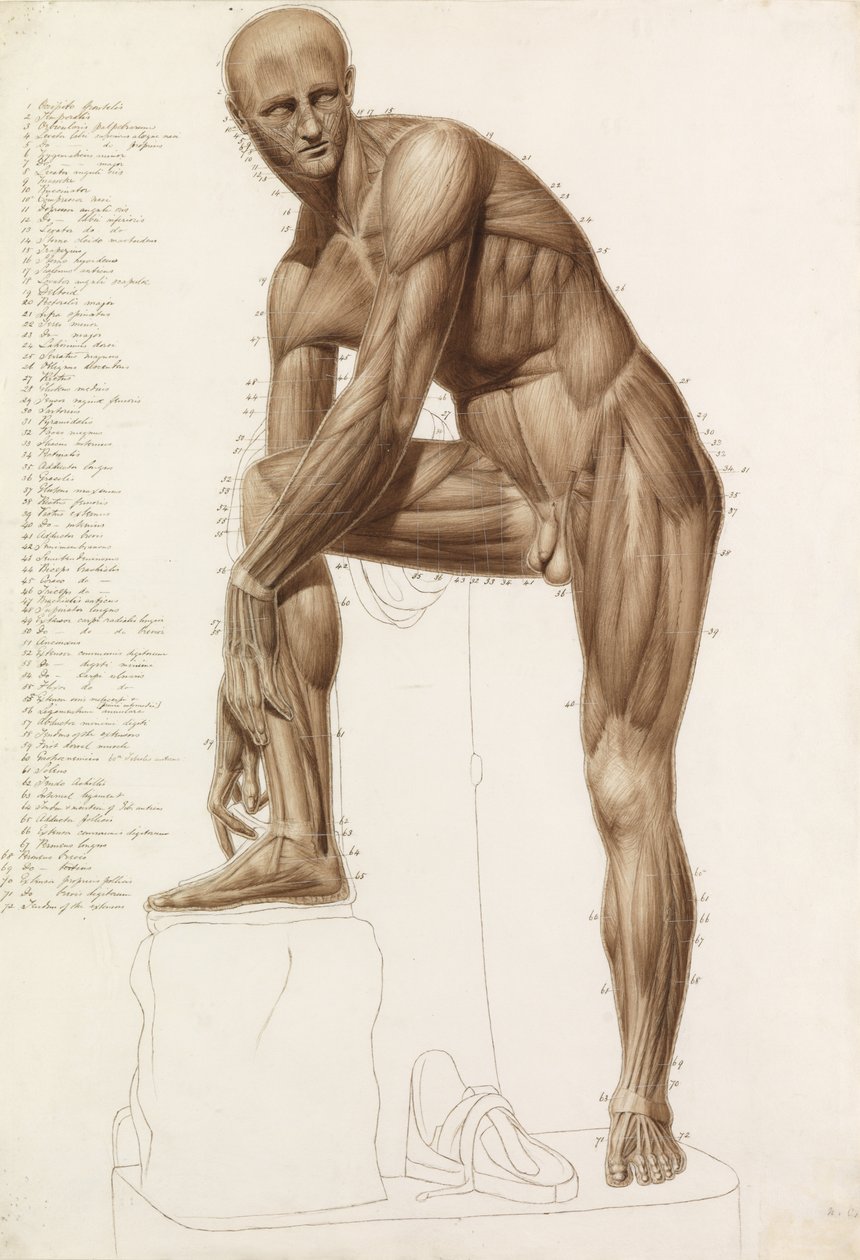 Estudo Anatômico: Musculatura Humana, na Postura de Praxíteles "" Hermes Amarrando Sua Sandália " de John Bathe