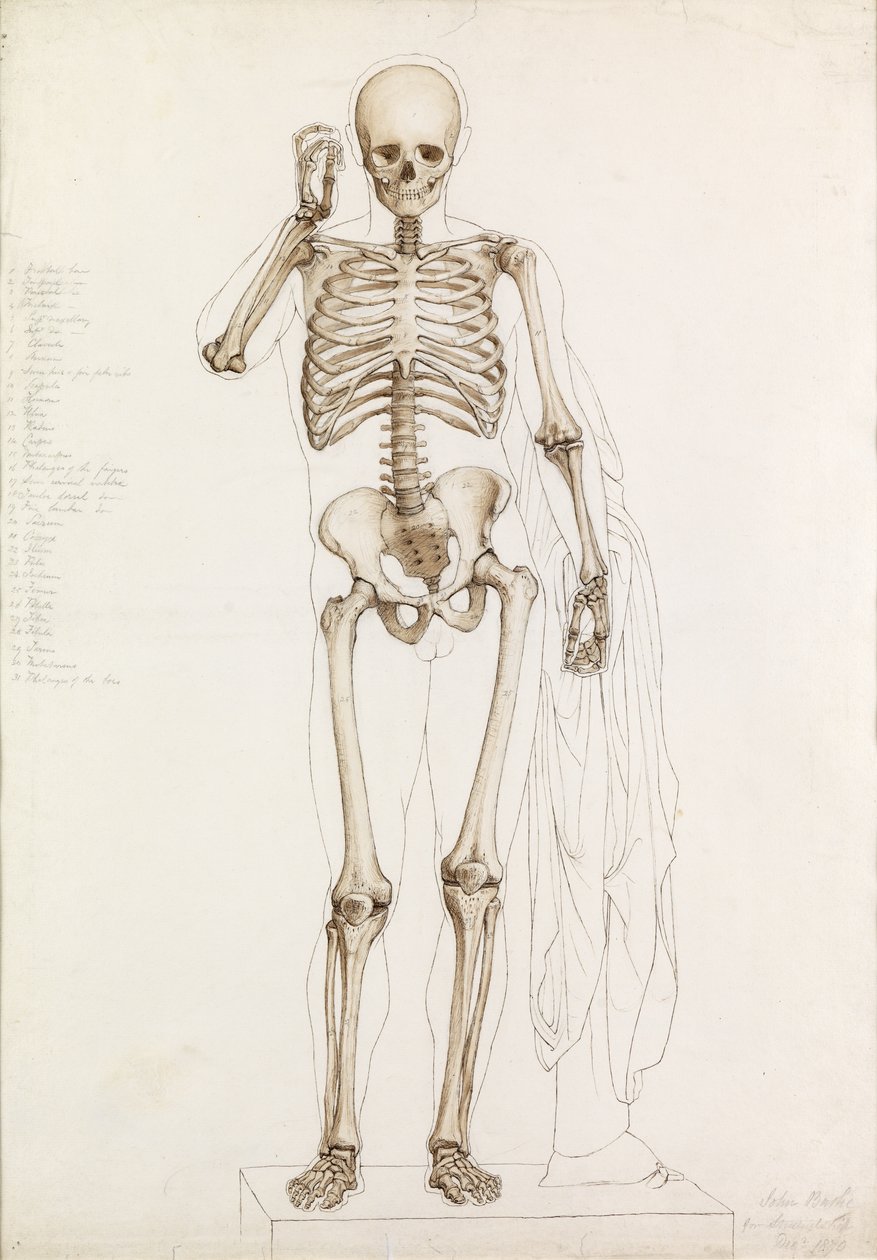 Estudo Anatômico: O Esqueleto Humano, em Contrapposto, 1870 de John Bathe