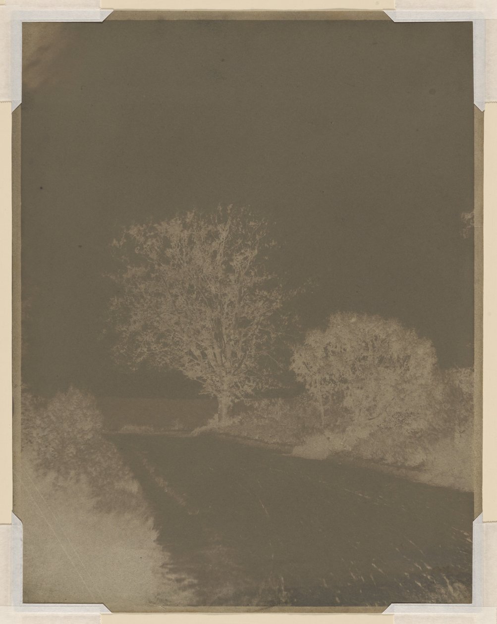 Árvore na berma de uma estrada de John Beasley Greene