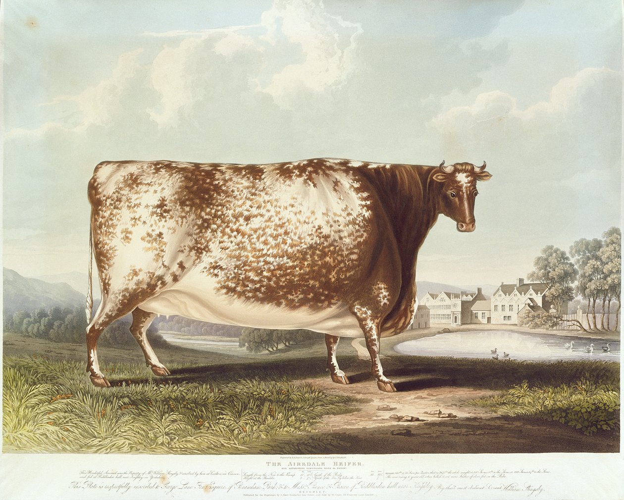 A novilha Airedale, gravada por R. Reeve, 1820 (gravura a cores) de John Bradley