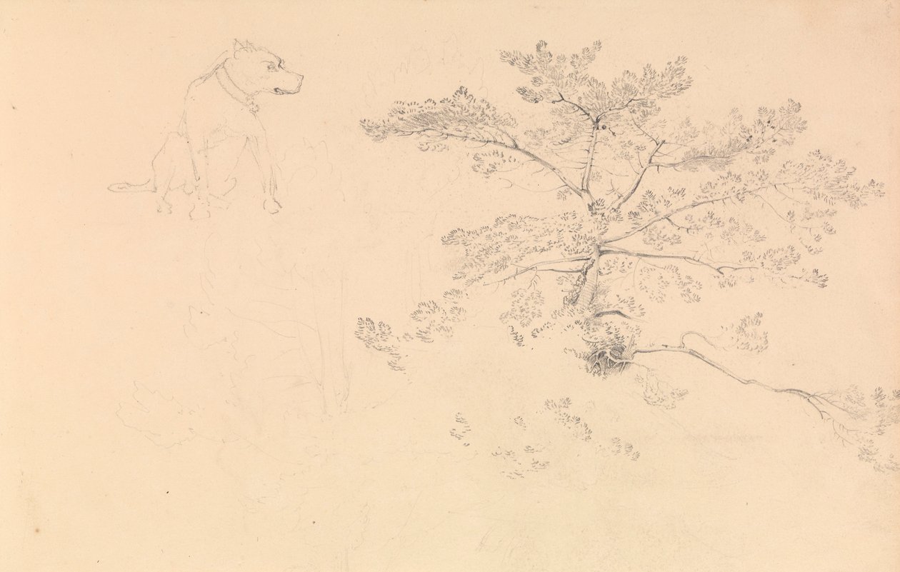Estudo de um cão com coleira e de ramos de árvores de John Christian Schetky
