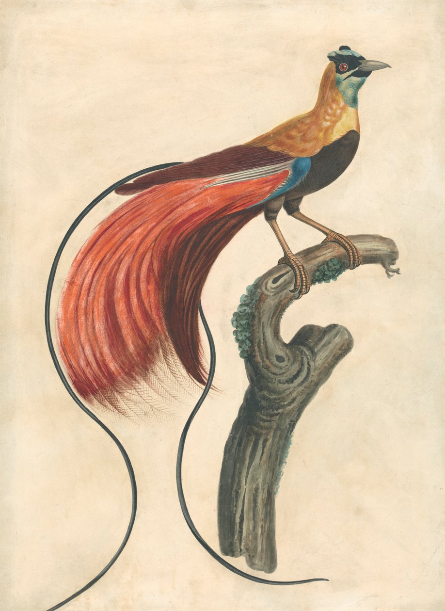 Ave de Paraíso (Paradisea Apoda Raggiana), Sueste da Nova Guiné de John Collet