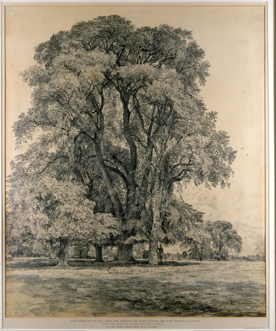 Árvores de olmo no Old Hall Park, East Bergholt, 1817 (lápis) de John Constable