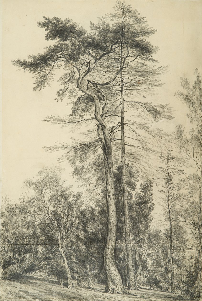 Abeto, c.1833 de John Constable