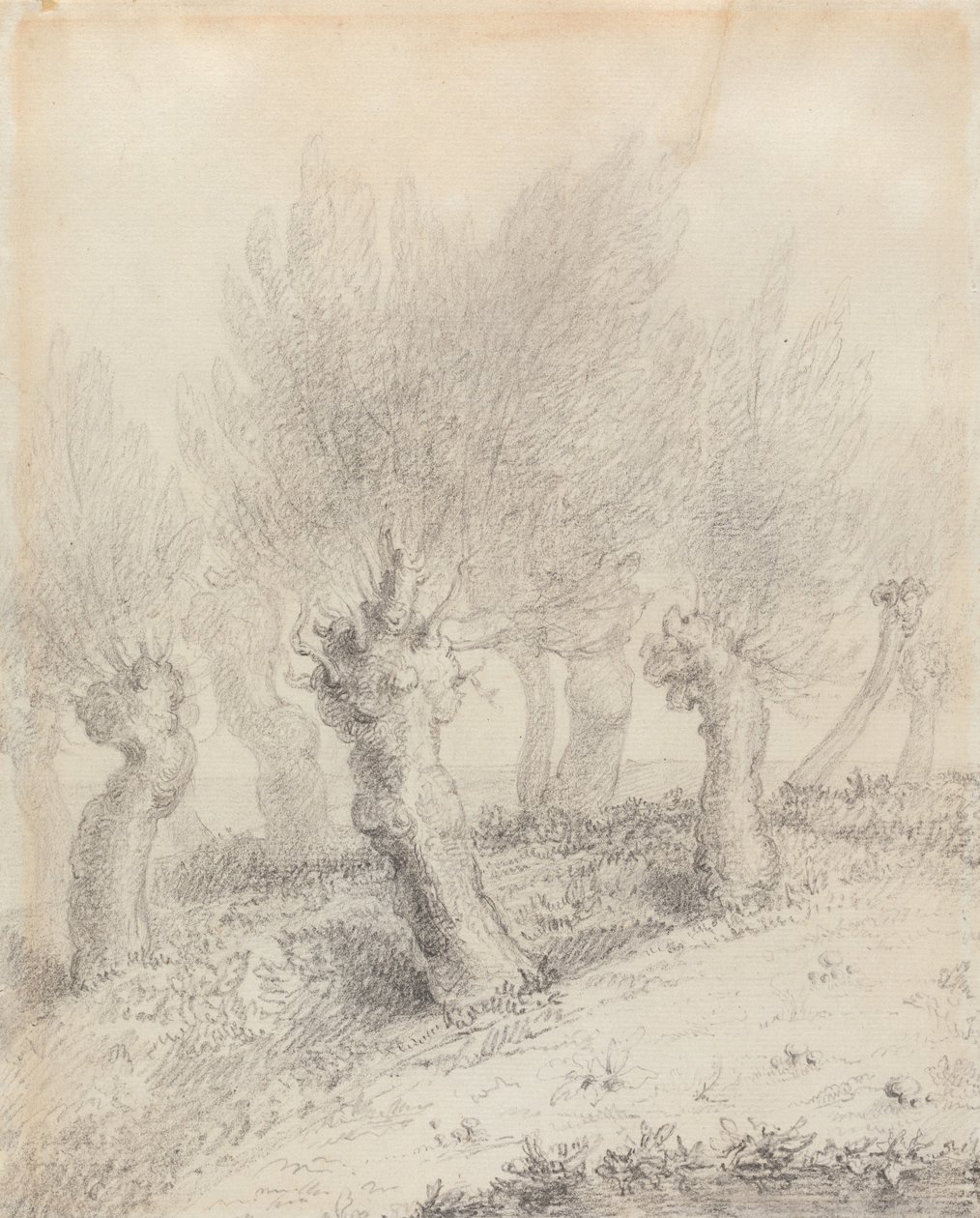 Salgueiros podados em forma de coluna de John Constable