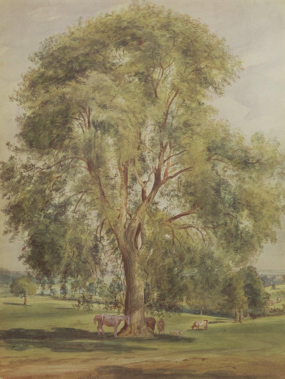 A árvore (wc) de John Constable