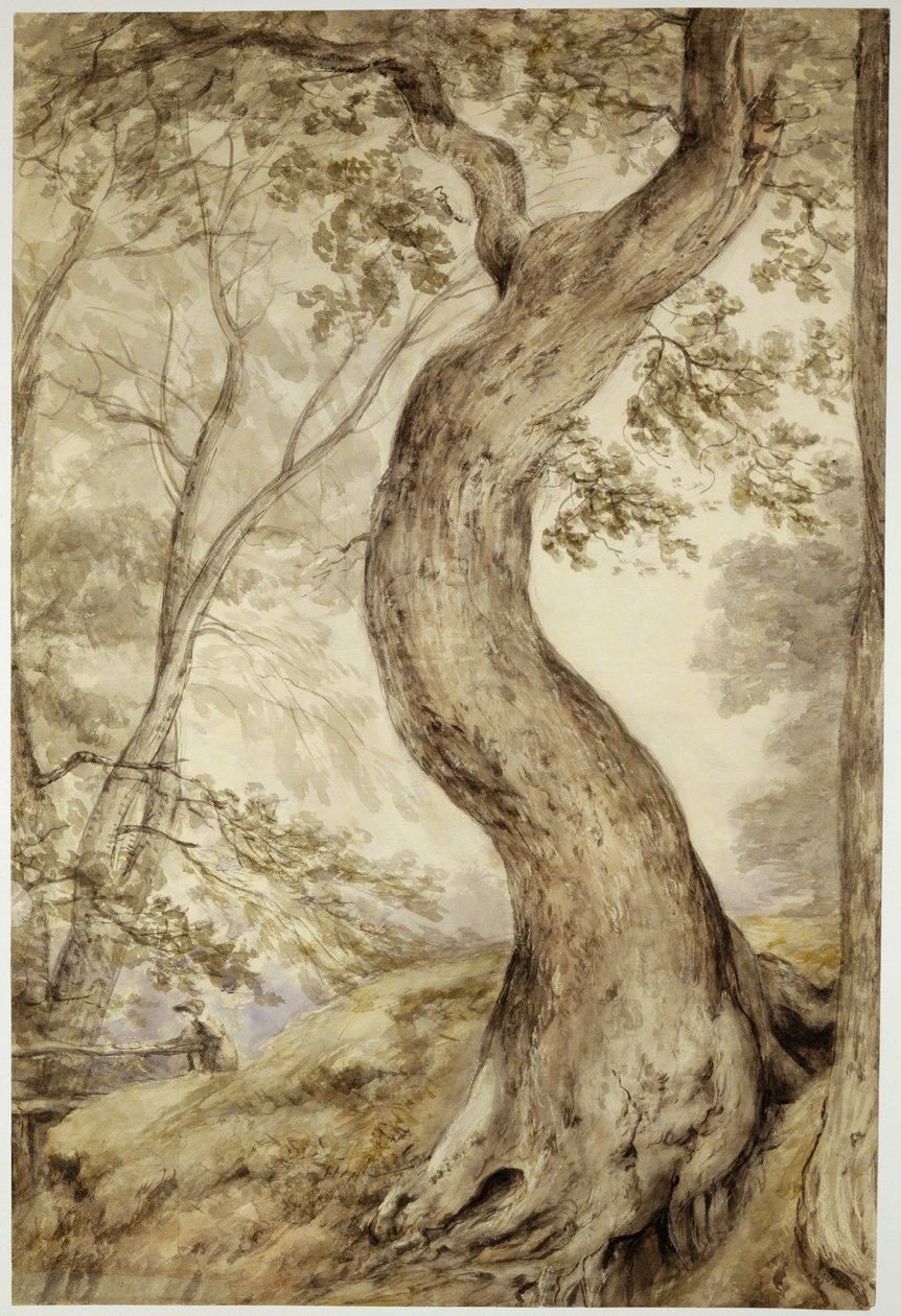 Árvore em Helmingham, c.1800 (aquarela sobre papel) de John Constable