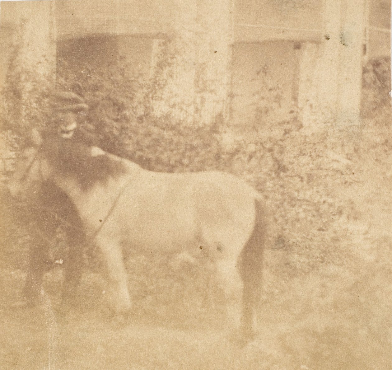 [Homem e Cavalo, Casa do Governo, Allahabad], 1858. de John Constantine Stanley