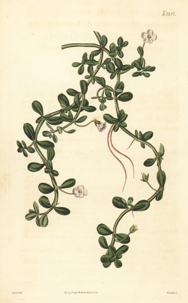 Brahmi ou hyssop de água, Bacopa monnieri de John Curtis