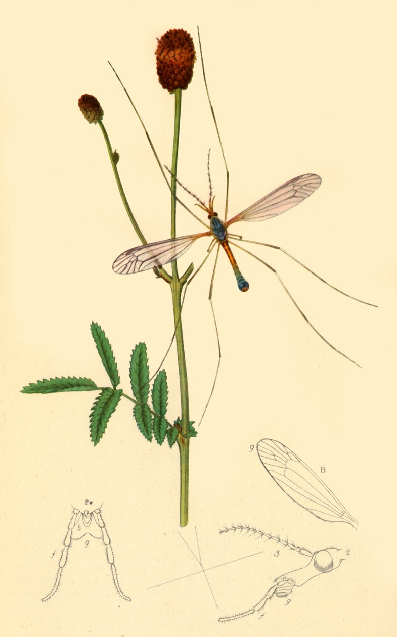Crane-Fly: Tipula longicornis