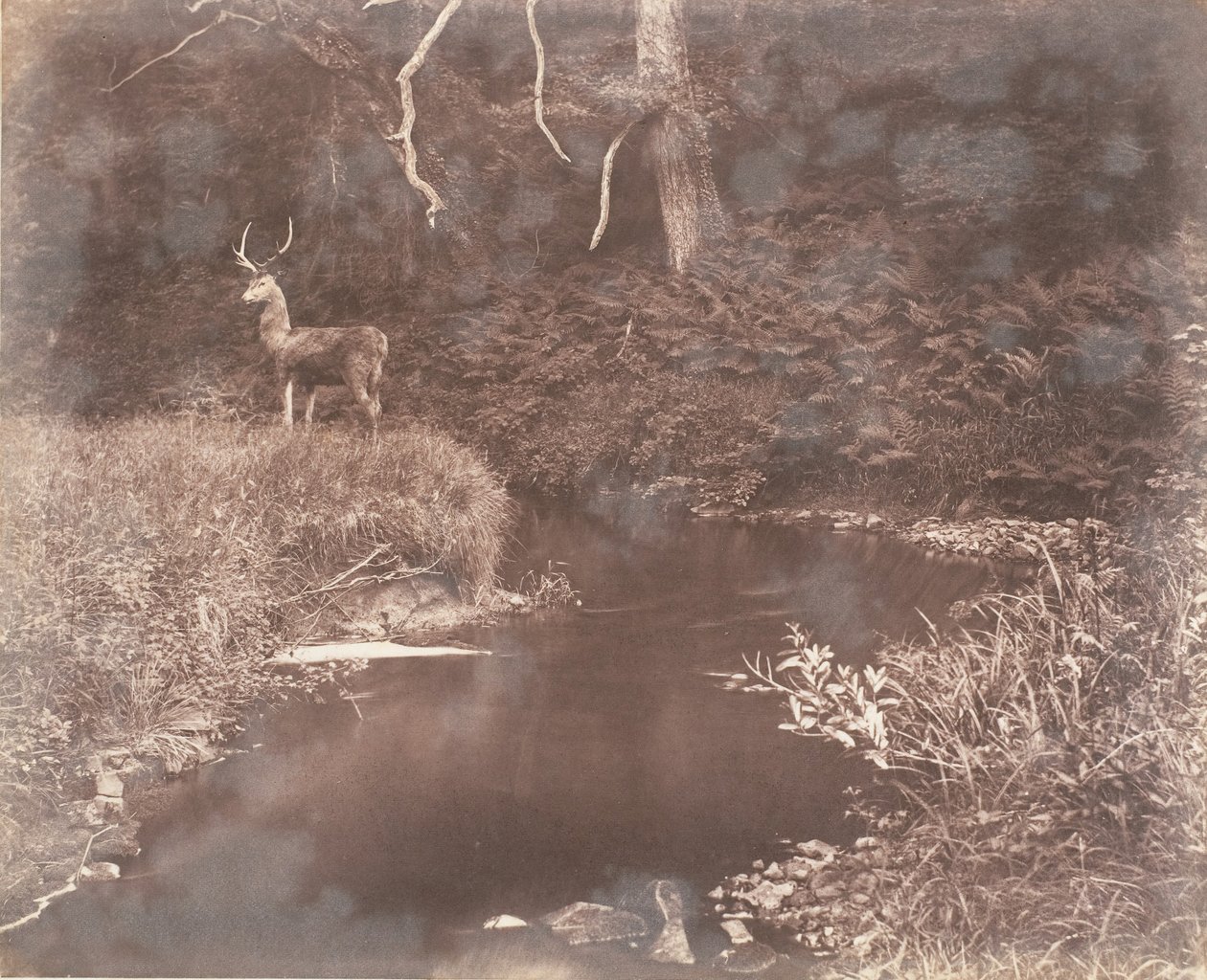 O Lewitha, 1853-56. de John Dillwyn Llewelyn