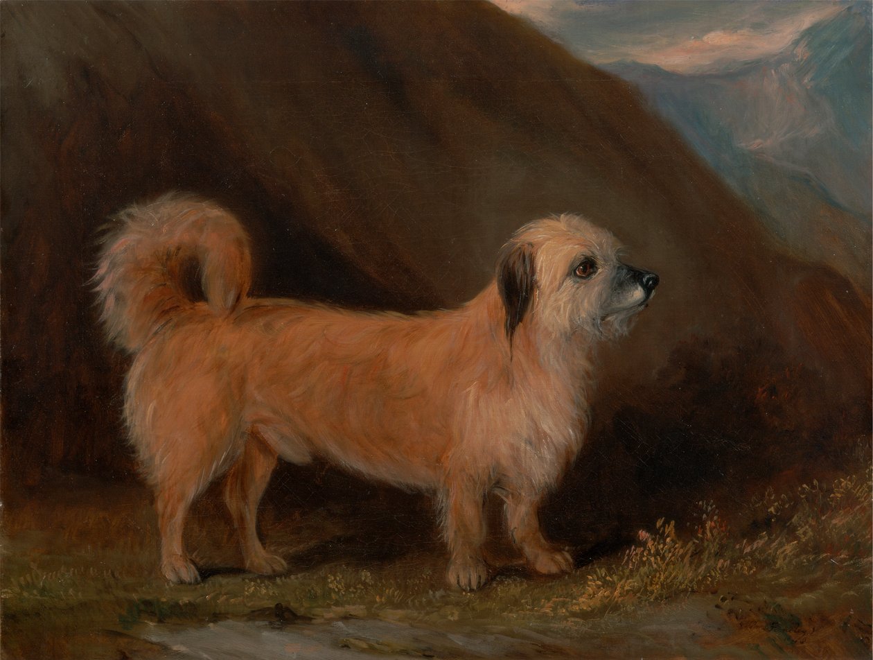 Um Dandie Dinmont Terrier de John E. Ferneley Jr.