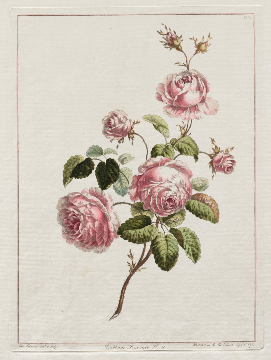 Uma coleção de flores desenhadas após a natureza - província de repolho Rose, 1801. de John Edwards