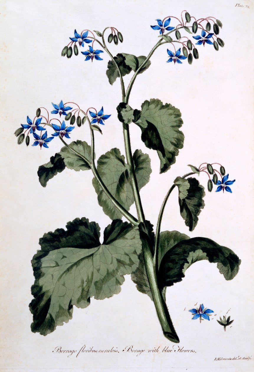 Borragem com flores azuis, ilustração de "The Herbalist britânico", de março de 1770 de John Edwards