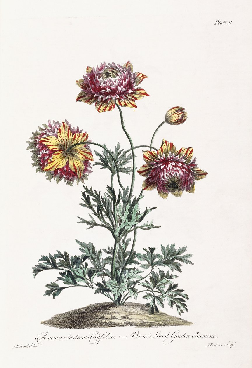 Anêmona de jardim de folhas largas de John Edwards