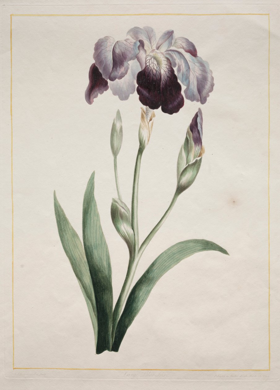 Íris Japonesa Grande Íris Azul, 1801. de John Edwards
