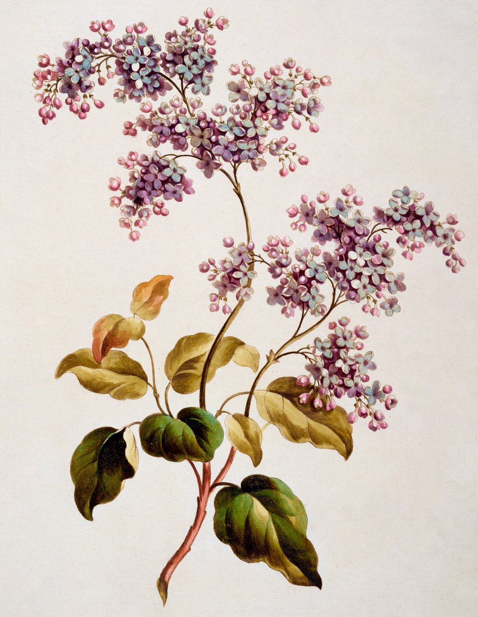 Scotch Lilac, publicado em 1793 de John Edwards