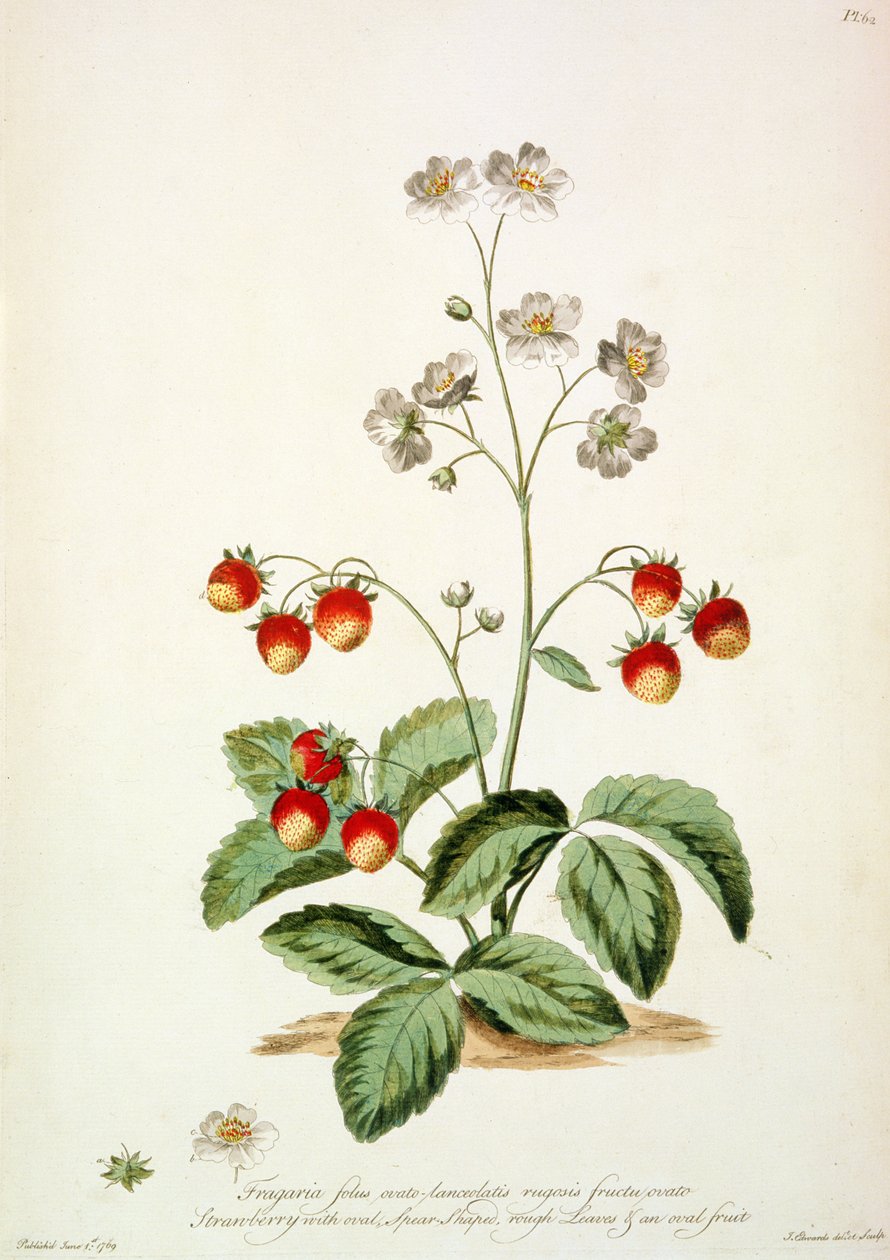 Morangueiro: Lança Oval, folhas rugosas e um fruto oval de "The British Herbal... de John Edwards
