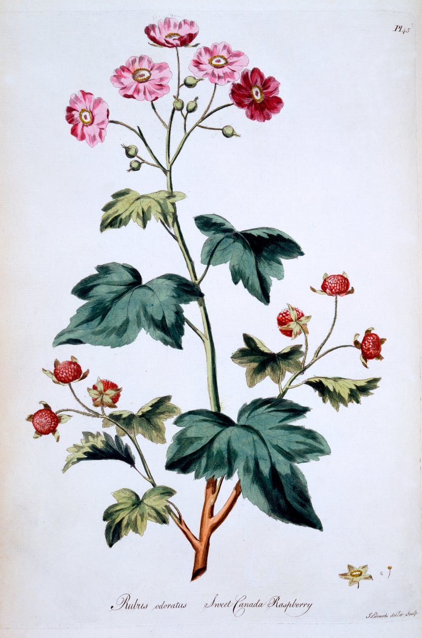 Doce framboesa do Canadá [Rubus odoratus], ilustração de &39;The British Herbal&39; por John Edwards, publicado em março de 1770 de John Edwards