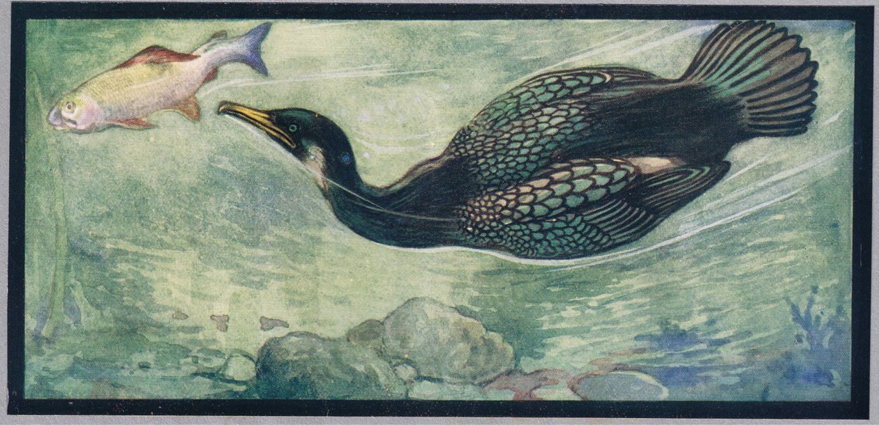 Uma ave que persegue um peixe, ilustração de 