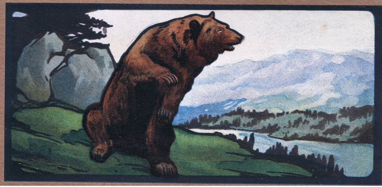 Urso Castanho de John Edwin Noble