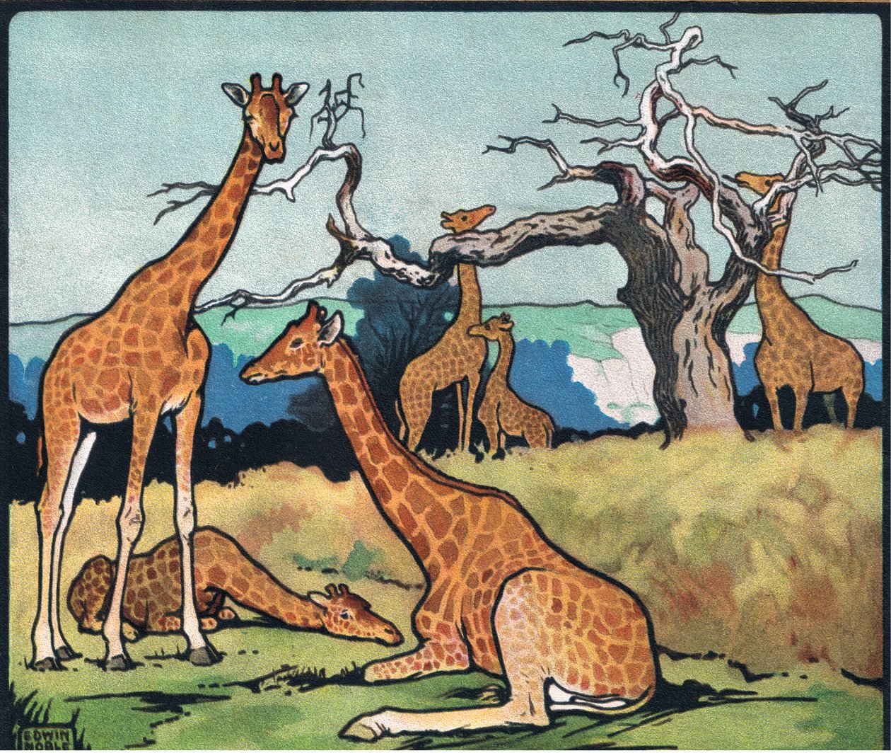 Girafas, ilustração de 