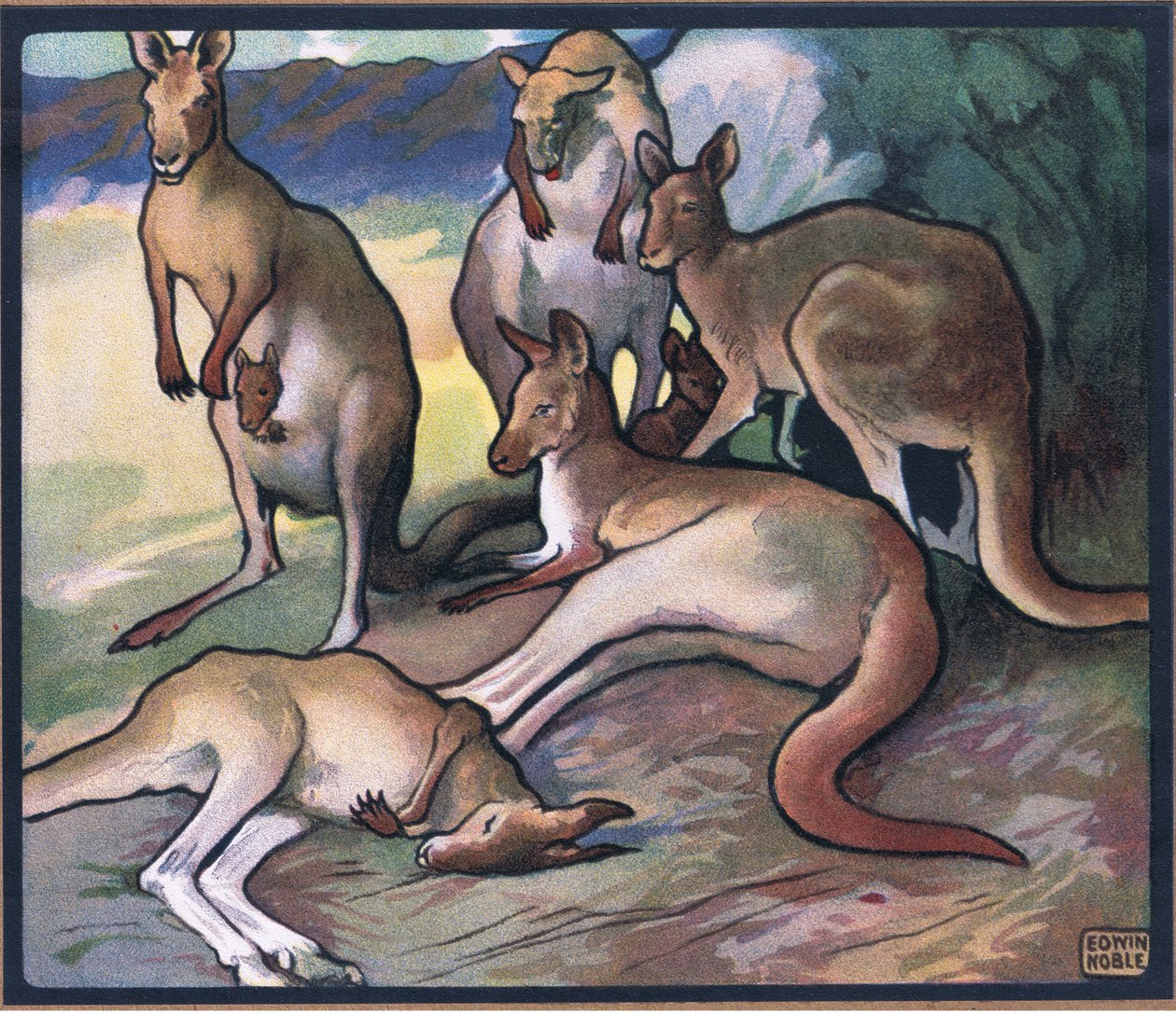 Cangurus de John Edwin Noble