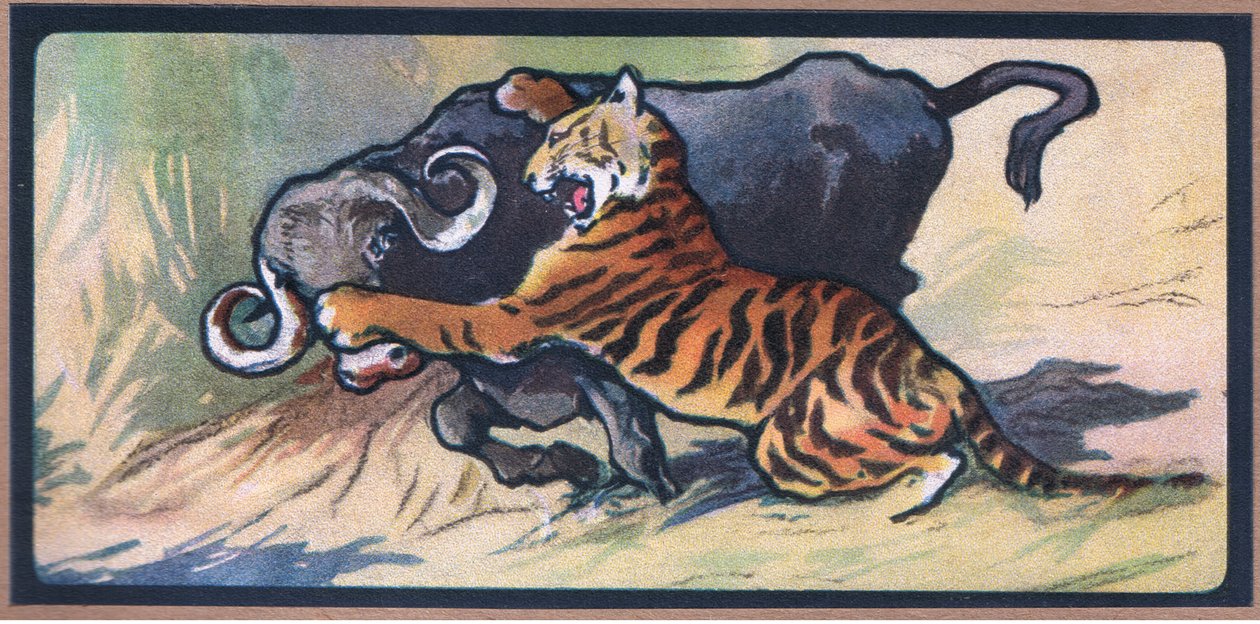 Tigre e Búfalo de John Edwin Noble